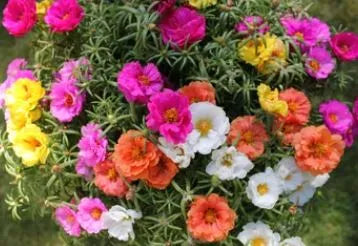 Portulaca Moss Rose - Double Mix