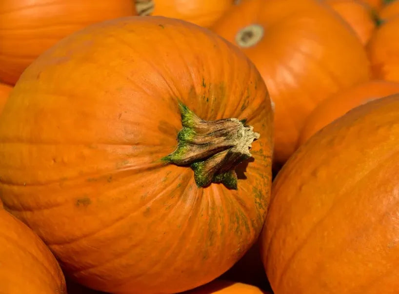 Pumpkin - Sugar Pie