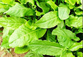 Sorrel - Large Leaf