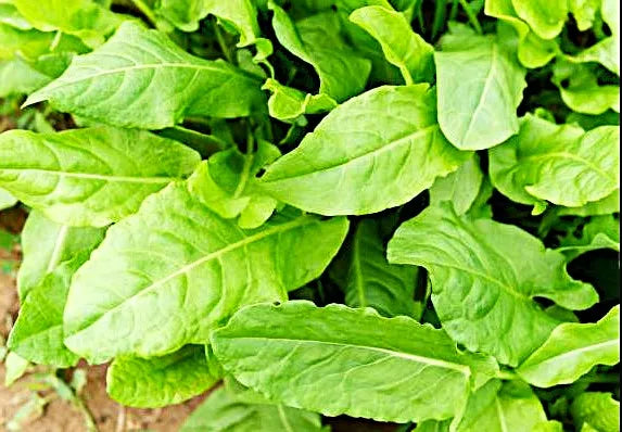 Sorrel - Large Leaf