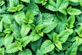 Spearmint