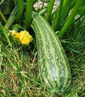 Squash - Cocozelle