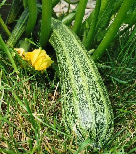 Squash - Cocozelle
