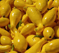 Squash - Summer Early Yellow Crookneck