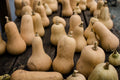 Squash - Waltham Butternut