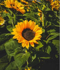 Sunflower - Black Oil Sunflower "common"