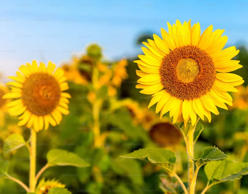 Sunflower - Sunspot