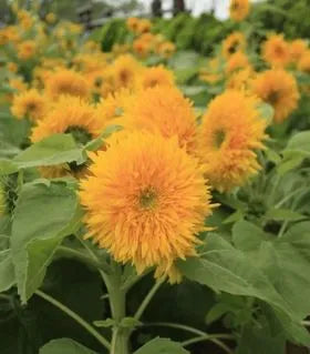 Sunflower - Teddy Bear Dwarf