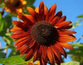 Sunflower - Velvet Queen