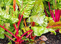 Swiss Chard - Flamingo