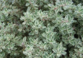 Thyme