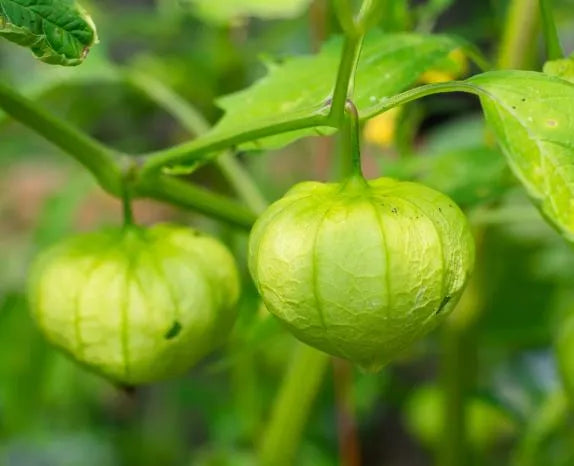 Tomatillo - Toma Verde
