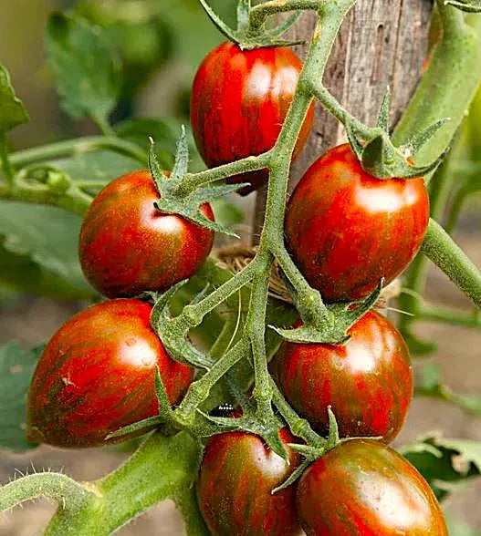 Tomato - Brad's Atomic Grape