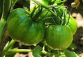 Tomato - Cherokee Green