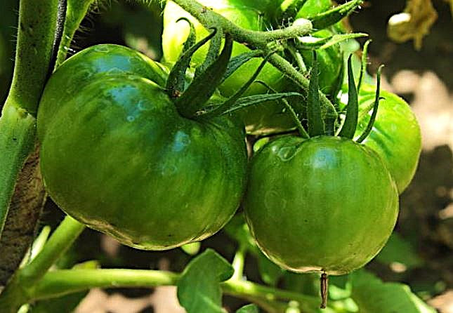 Tomato - Cherokee Green