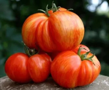 Tomato - German Striped Stuffer Beefsteak Variety
