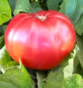 Tomato - Giant Belgium Pink