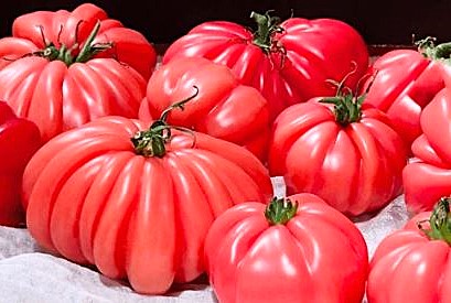 Tomato - Oaxacan Pink