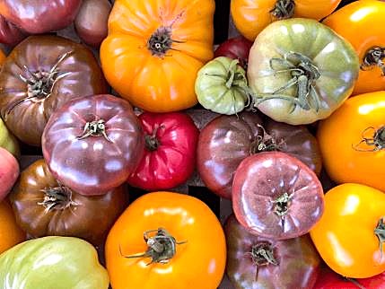 Tomato - Rainbow Blend Beefsteak