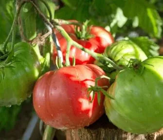 Tomato - Watermelon Beefsteak