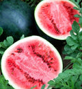 Watermelon - Sugar Baby