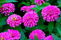 Zinnia - Lavender