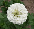 Zinnia - Polar Bear